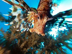 Lionfish taken by using the zooming technique at pipeline... by Nikki Van Veelen 